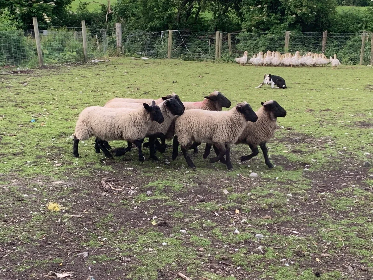 6 Store lambs - Image 1