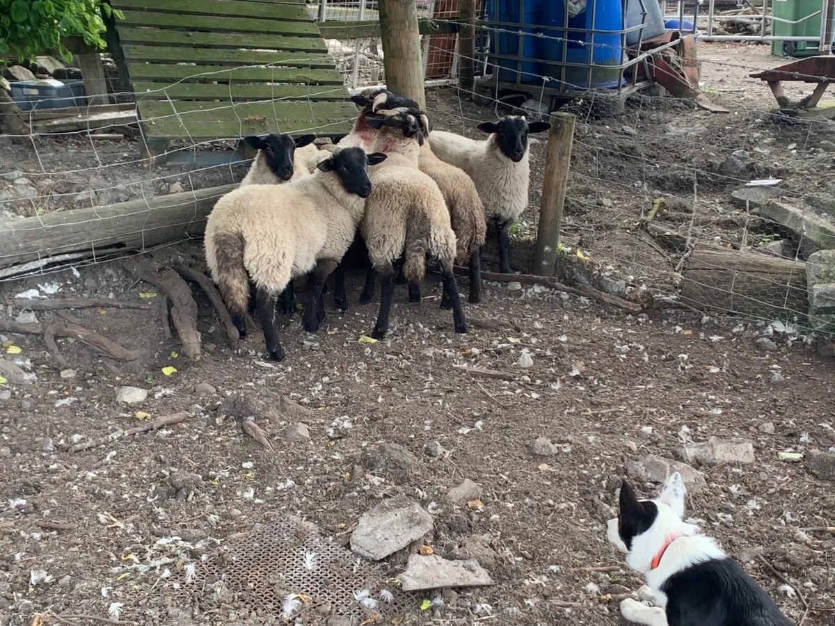 6 Store lambs - Image 2