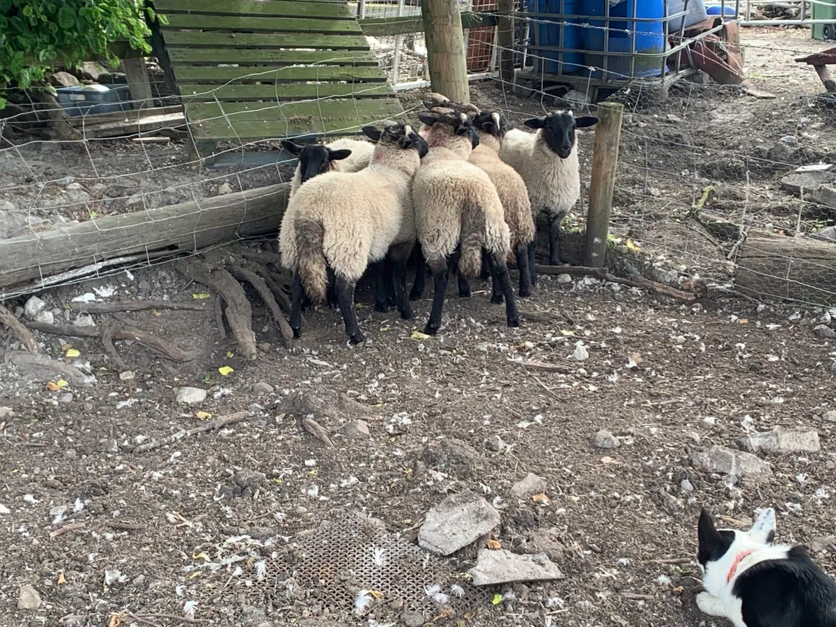 6 Store lambs - Image 3