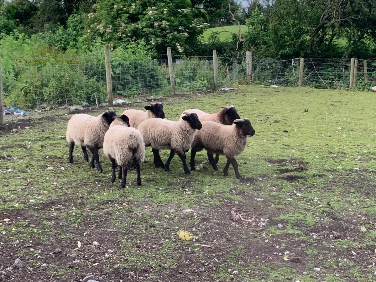 6 Store lambs - Image 4