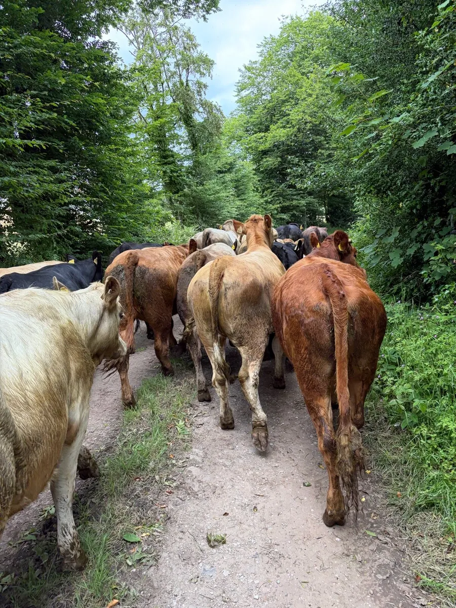 18 quality continental store heifers - Image 1