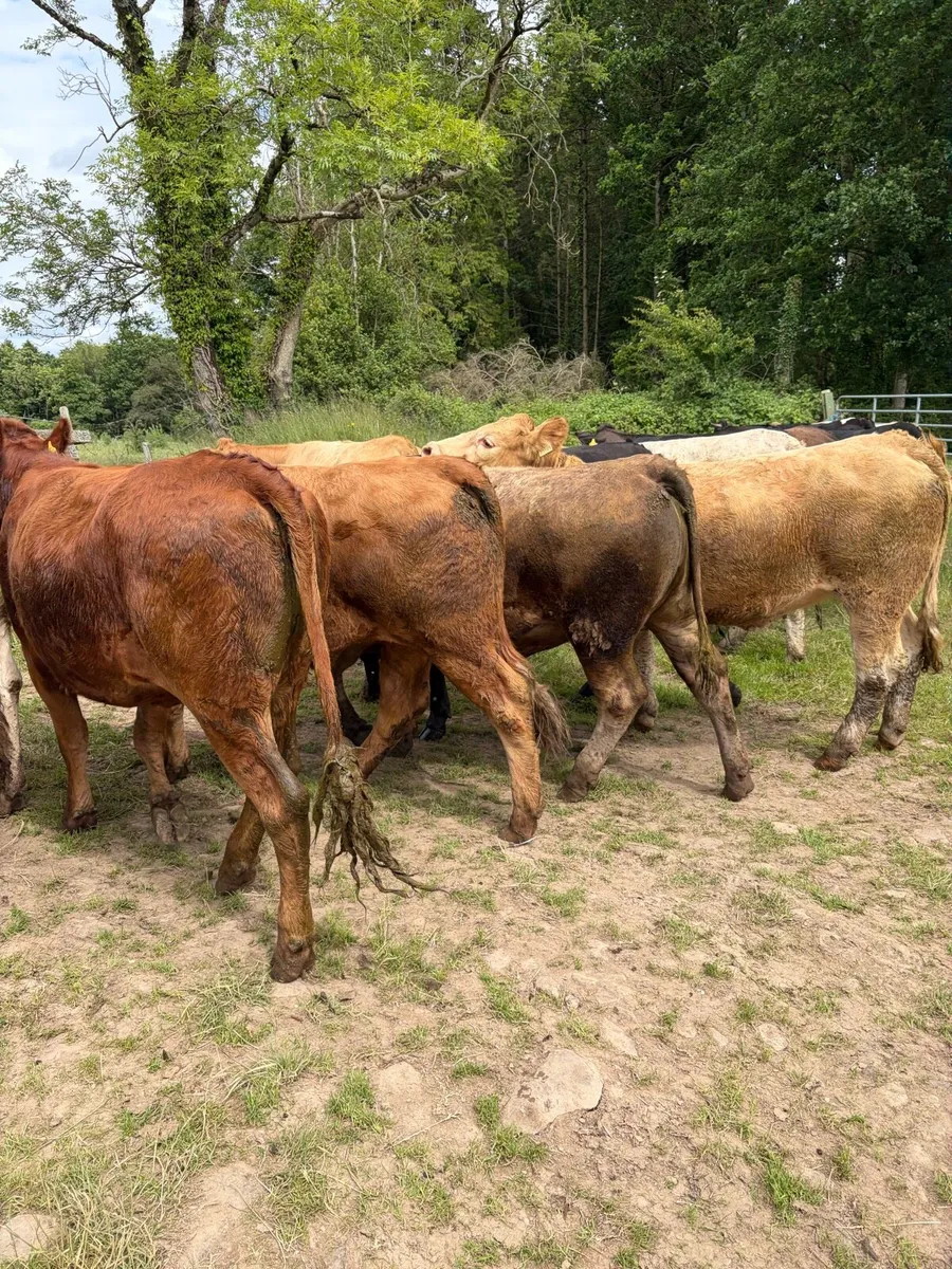 18 quality continental store heifers - Image 3
