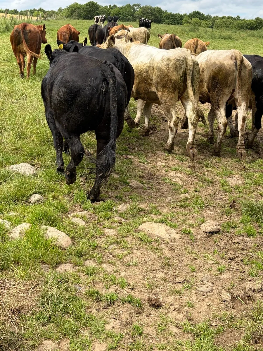 18 quality continental store heifers - Image 4