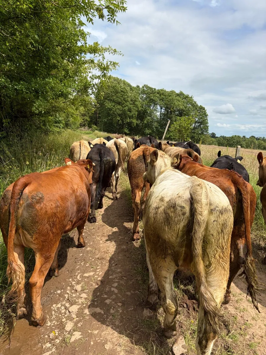 18 quality continental store heifers - Image 2