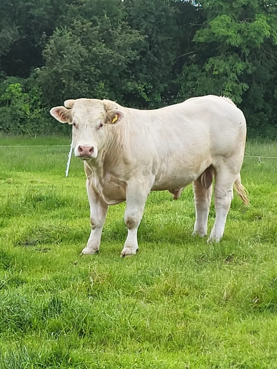 Pure bred Charolais bull - Image 1