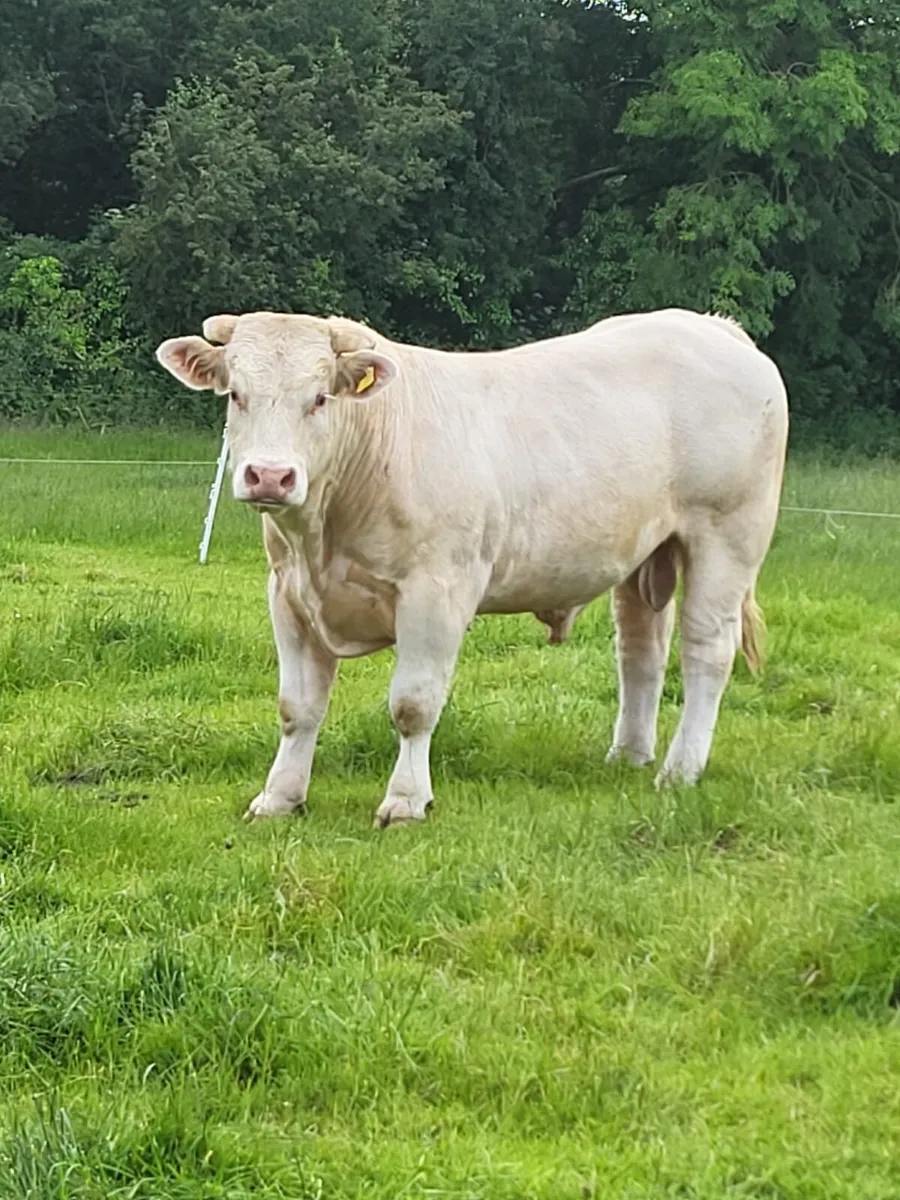 Pure bred Charolais bull - Image 2