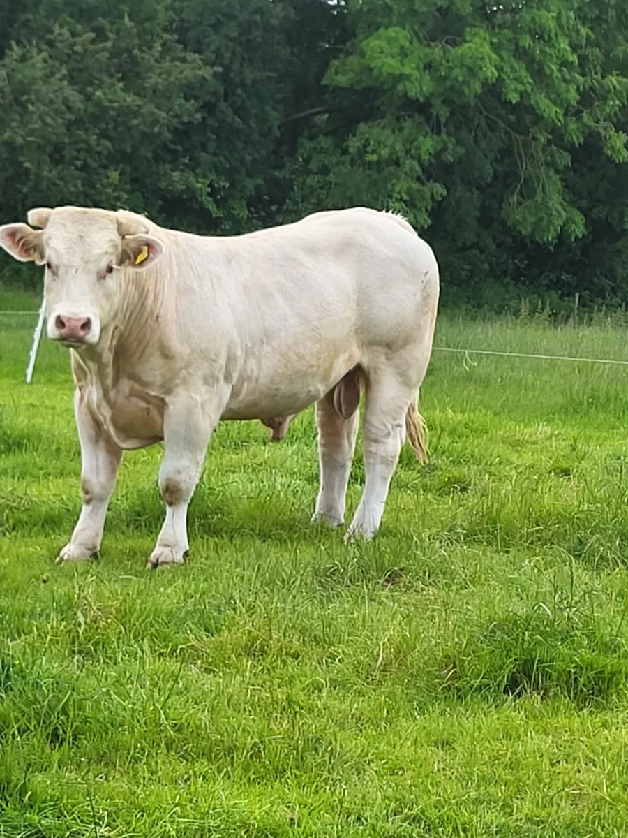 Pure bred Charolais bull - Image 3