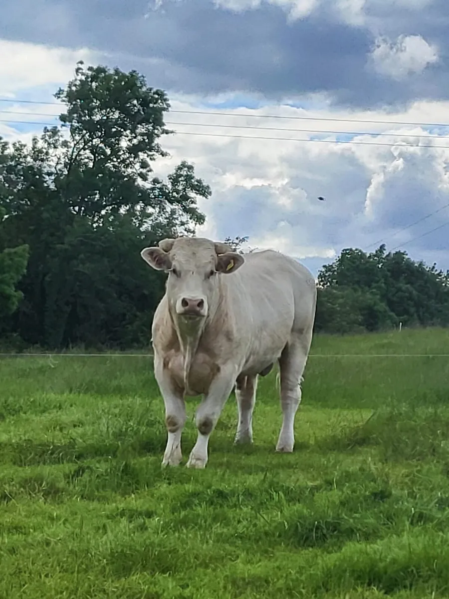 Pure bred Charolais bull - Image 4