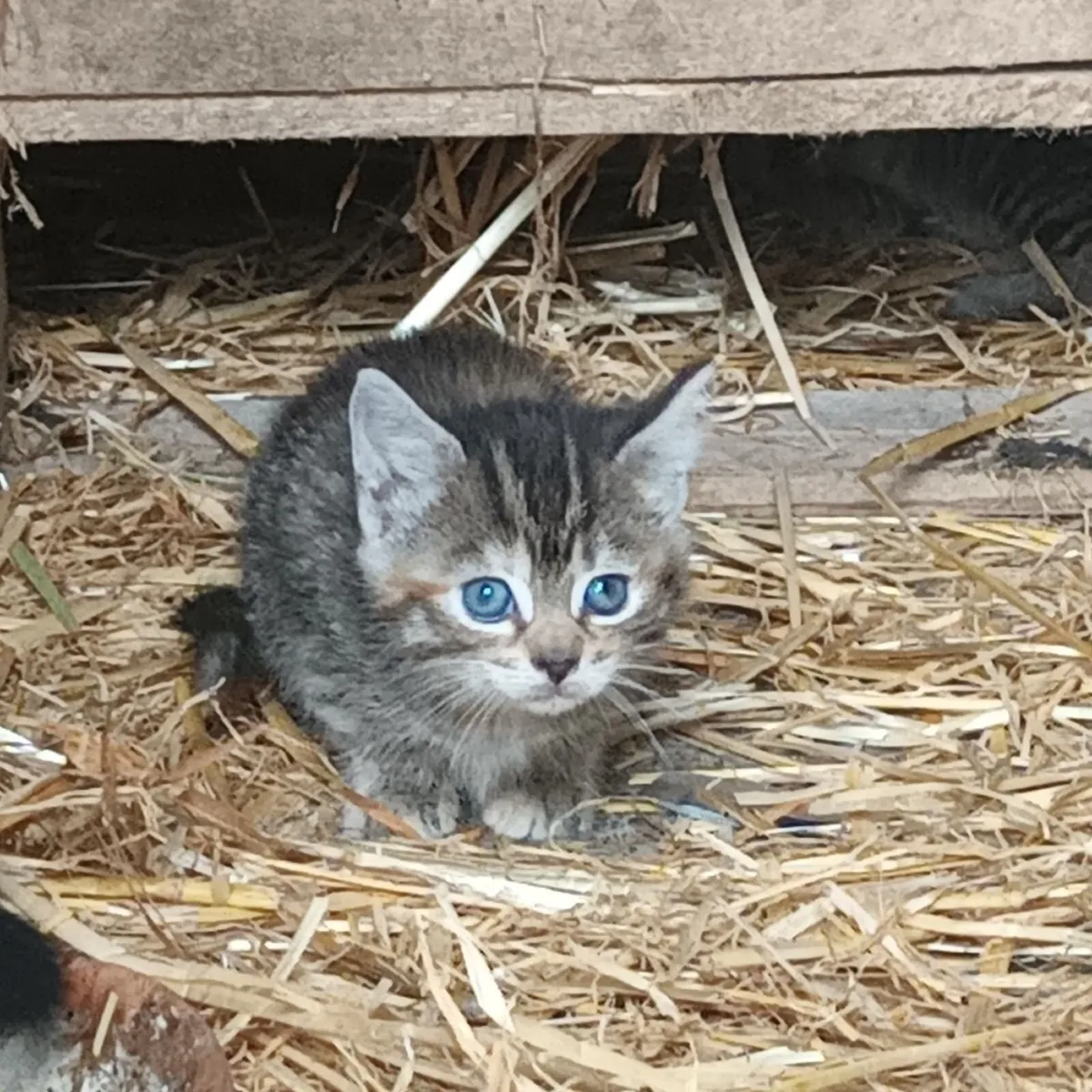 Kittens - Image 3