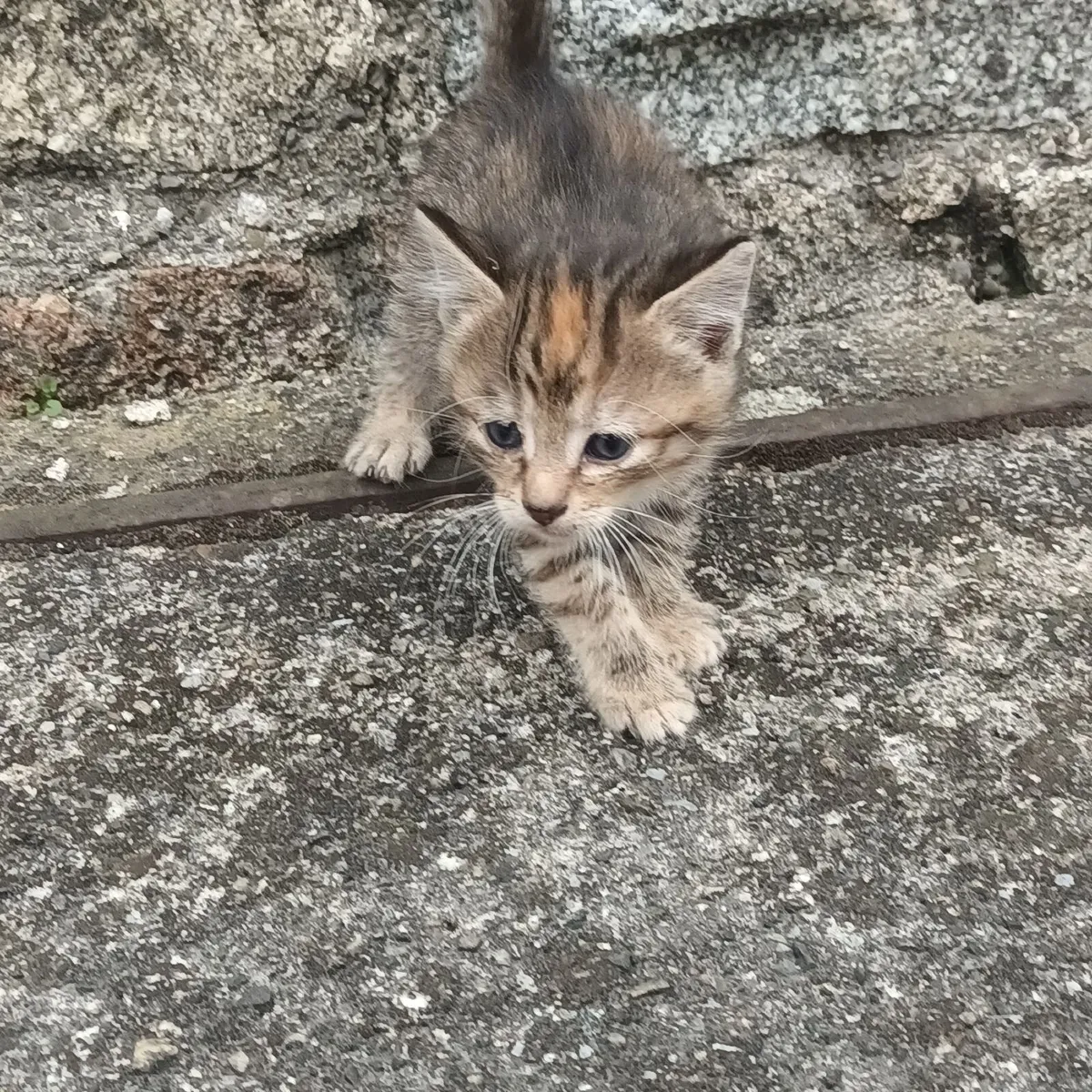 Kittens - Image 4