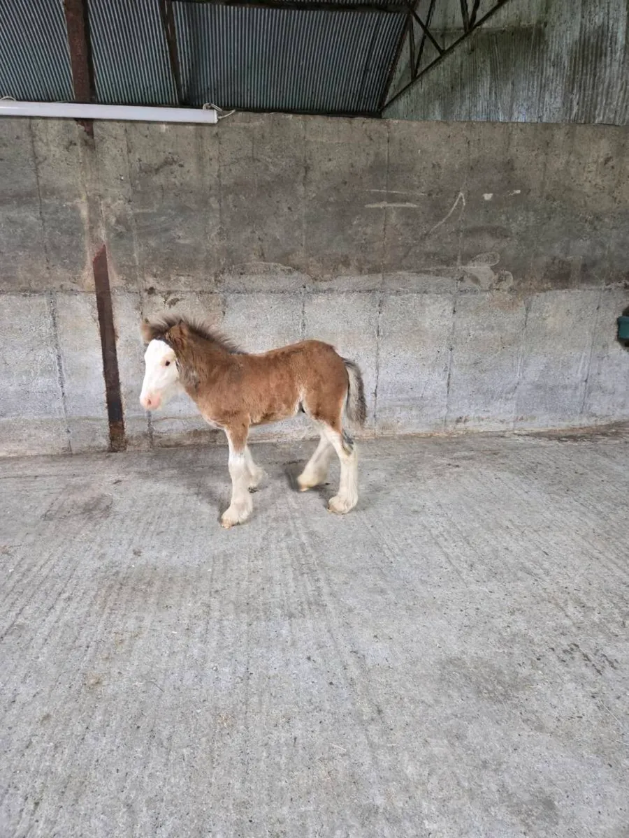 Cob mare - Image 4