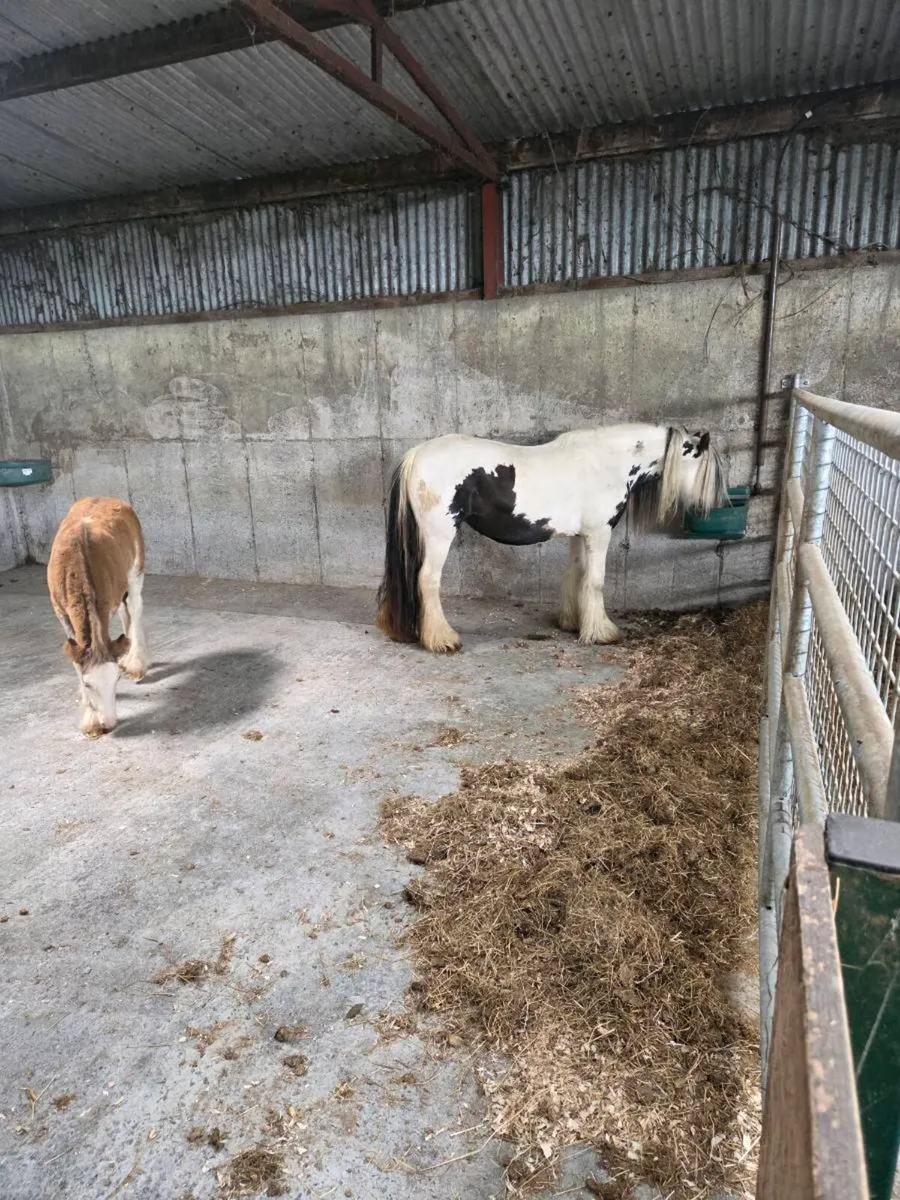 Cob mare - Image 1