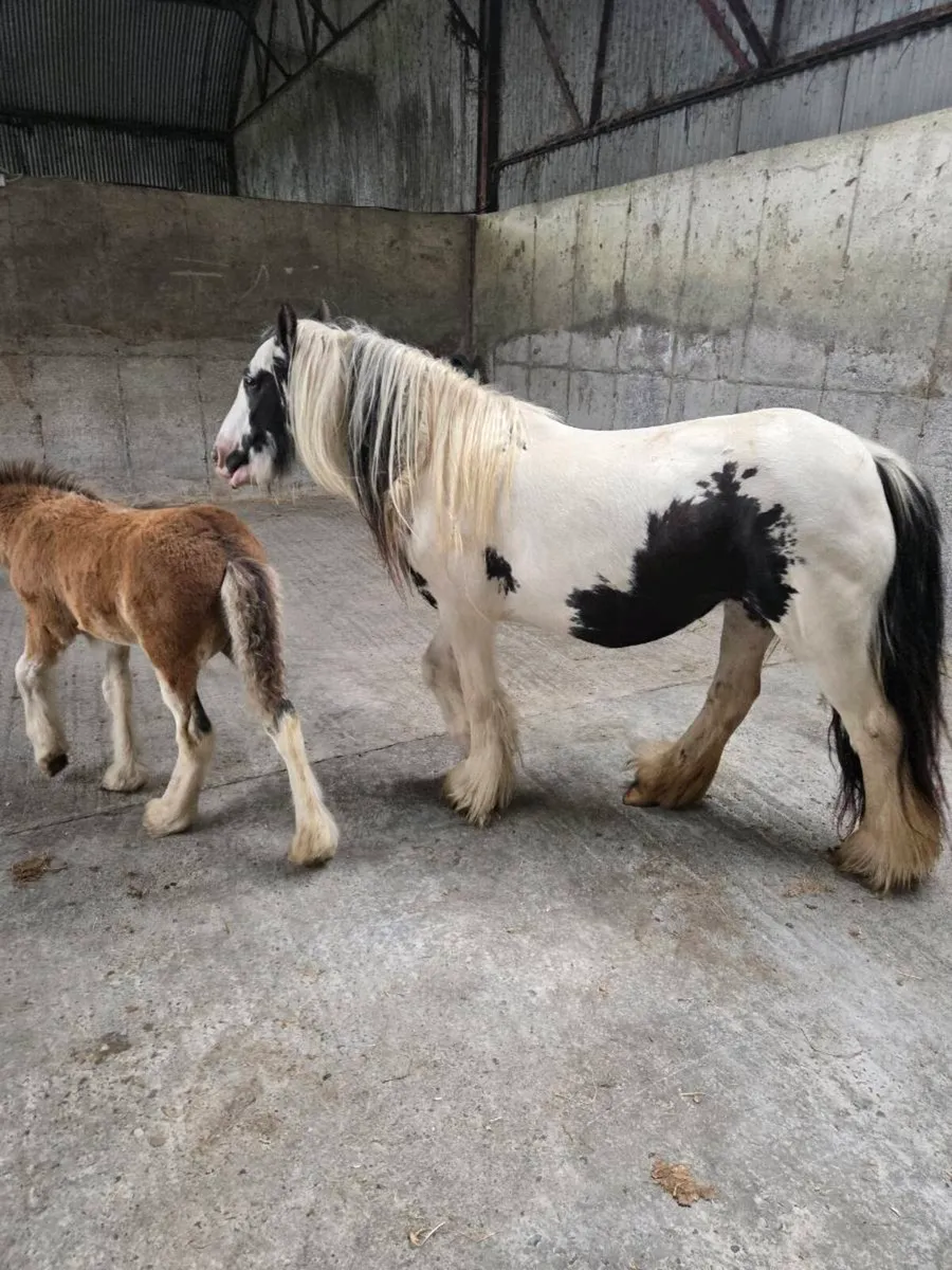 Cob mare - Image 2