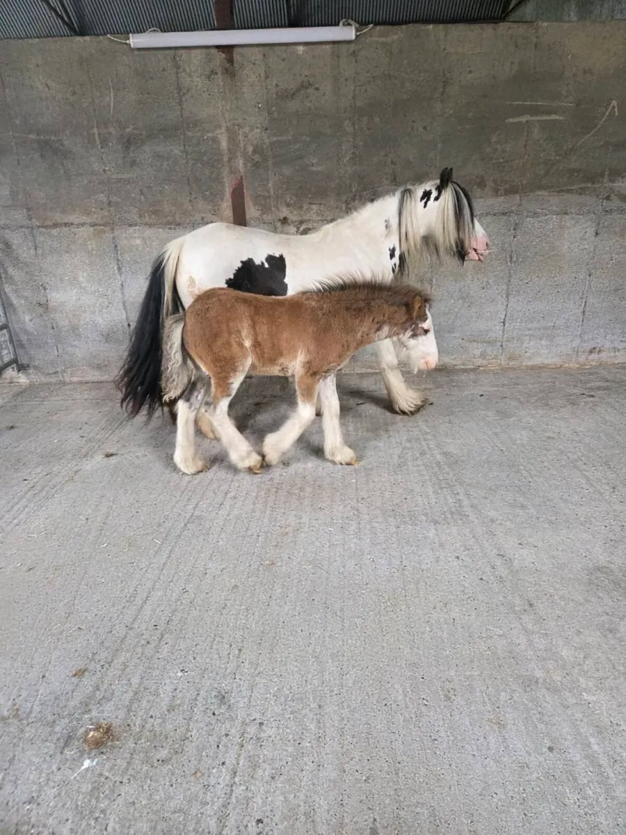 Cob mare - Image 3