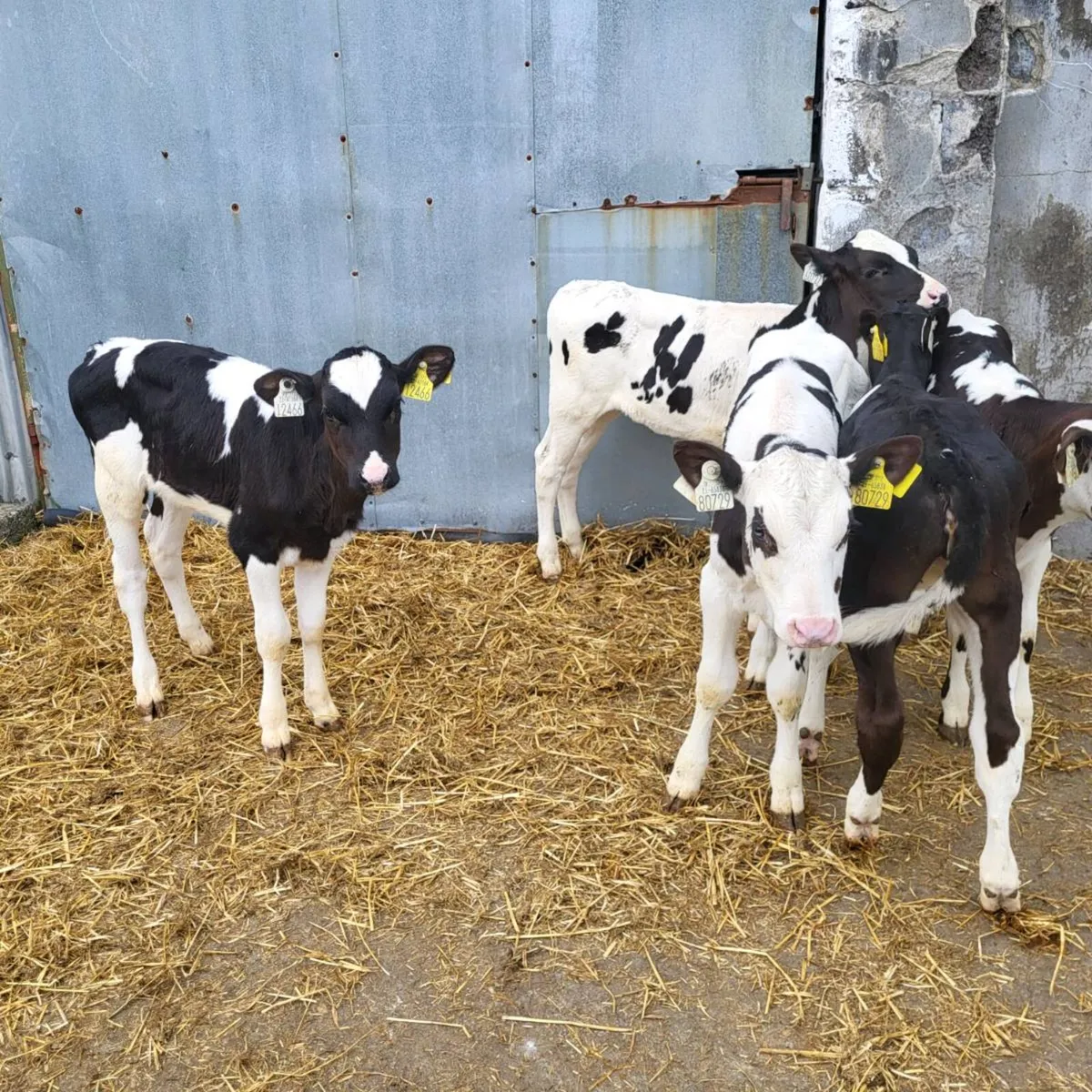 6 top friesian  heifer  calves - Image 1