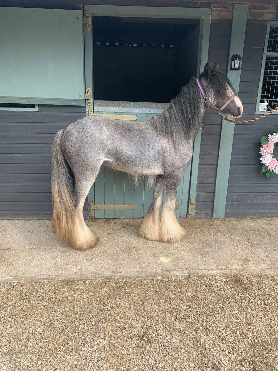 Blagdon colt - Image 1