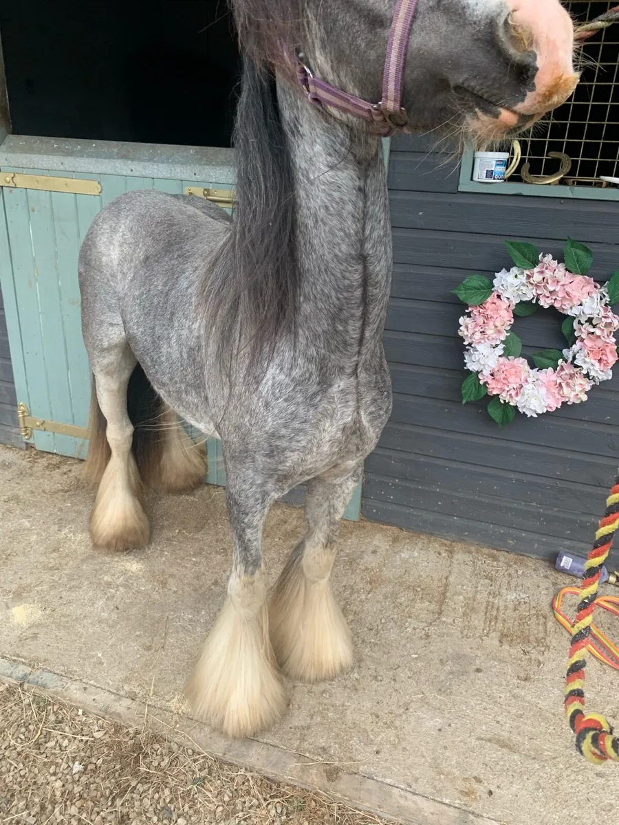 Blagdon colt - Image 2