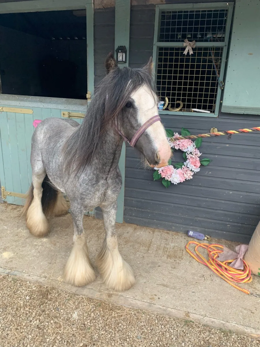 Blagdon colt - Image 3