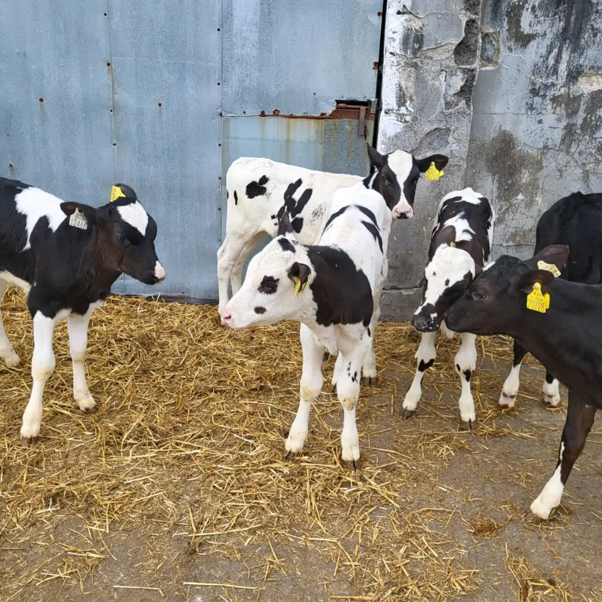 6 top friesian  heifer  calves - Image 2