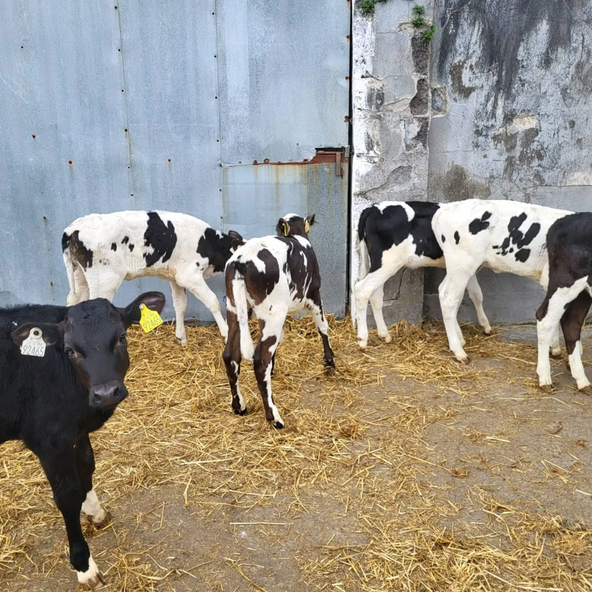 6 top friesian  heifer  calves - Image 3