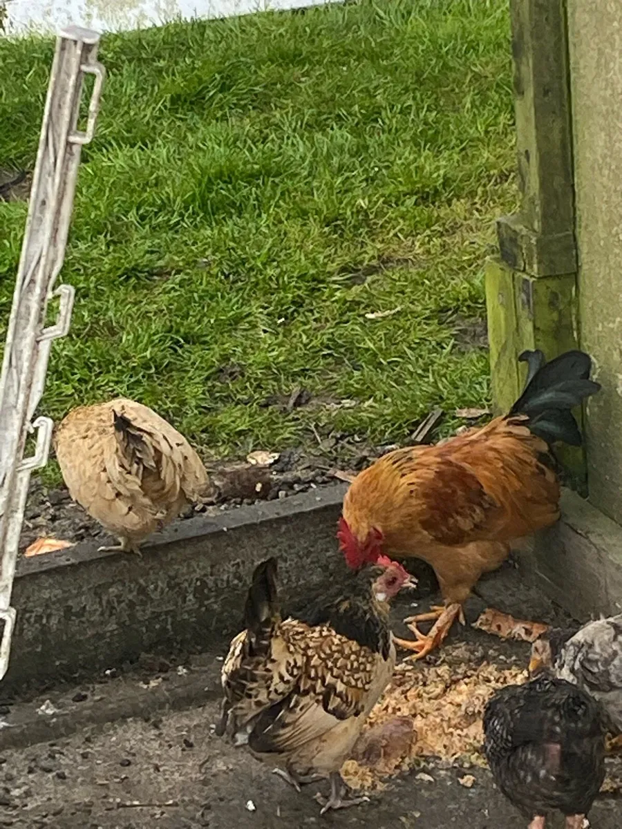 Hens - Image 2