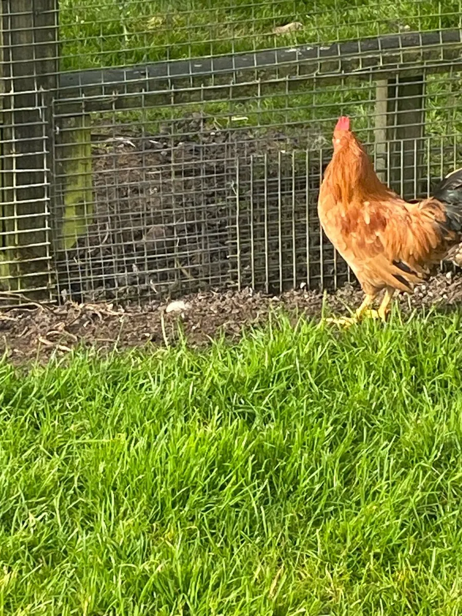Hens - Image 1