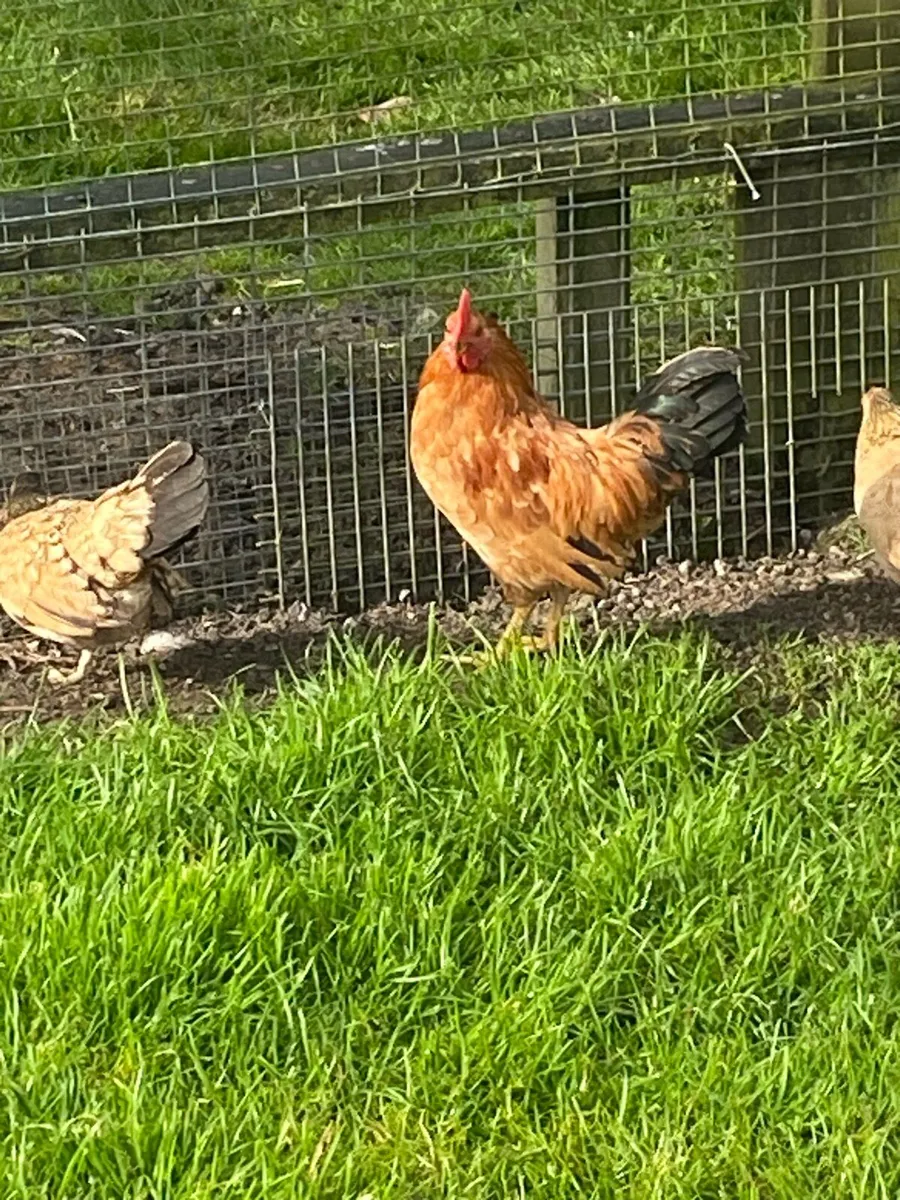 Hens - Image 3