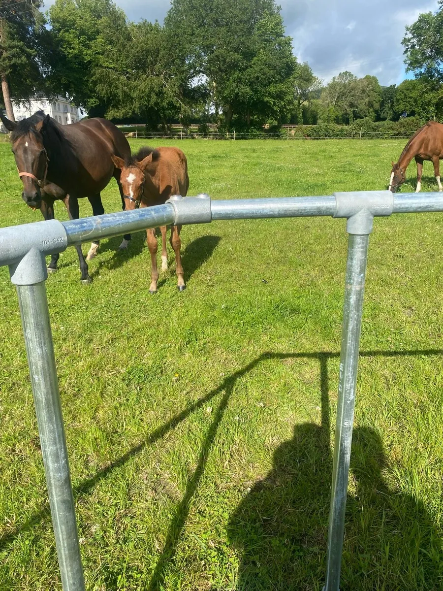 Foal Creep Feeder - Image 4