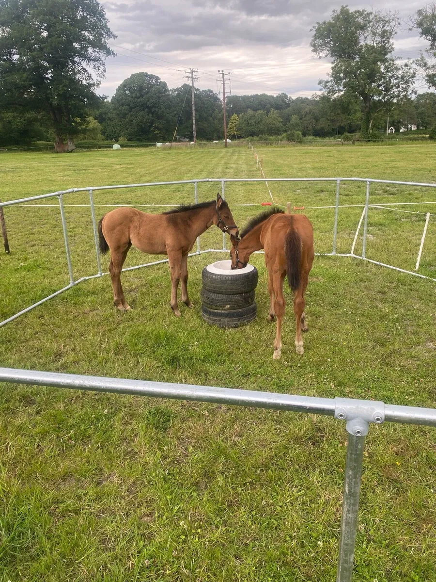 Foal Creep Feeder - Image 1