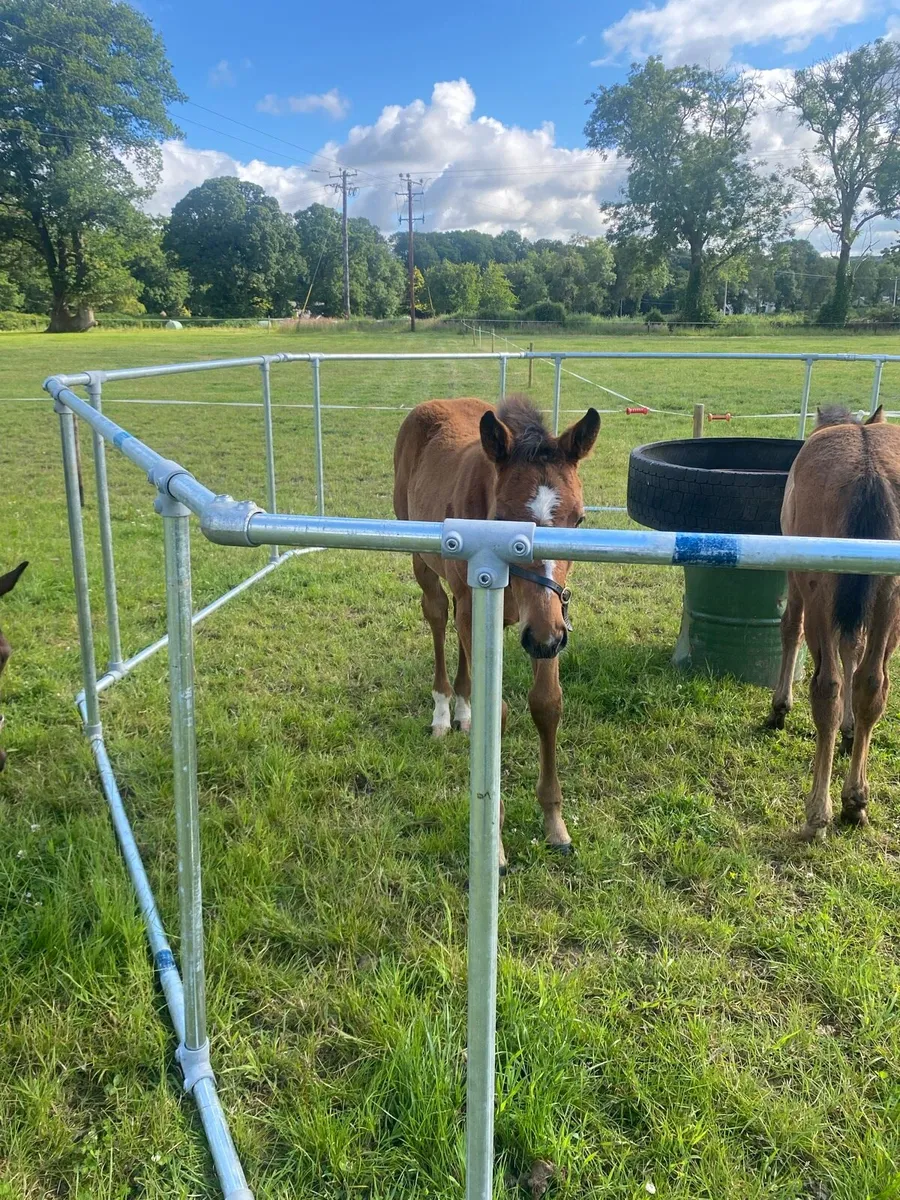Foal Creep Feeder - Image 3