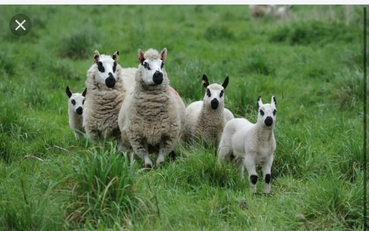Kerryhill Hoggets Wanted