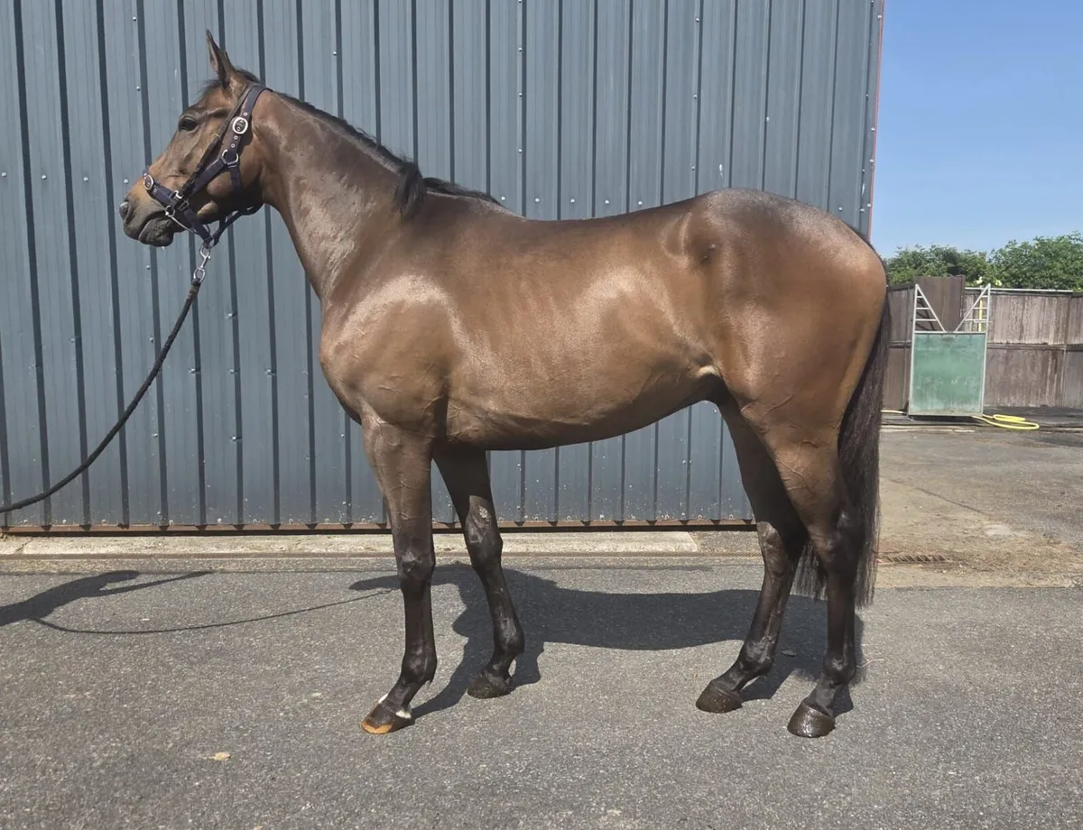 ** 3 Year Old NH TB For Sale** - Image 2