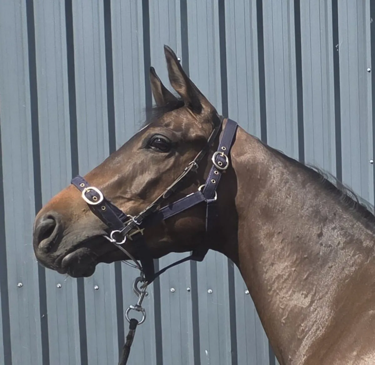 ** 3 Year Old NH TB For Sale** - Image 1