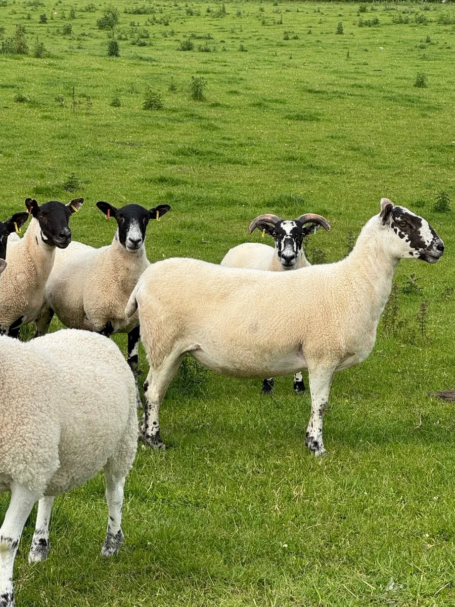 Mule hoggets - Image 2