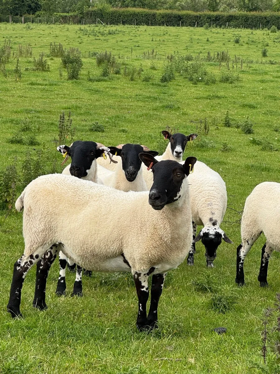 Mule hoggets - Image 1