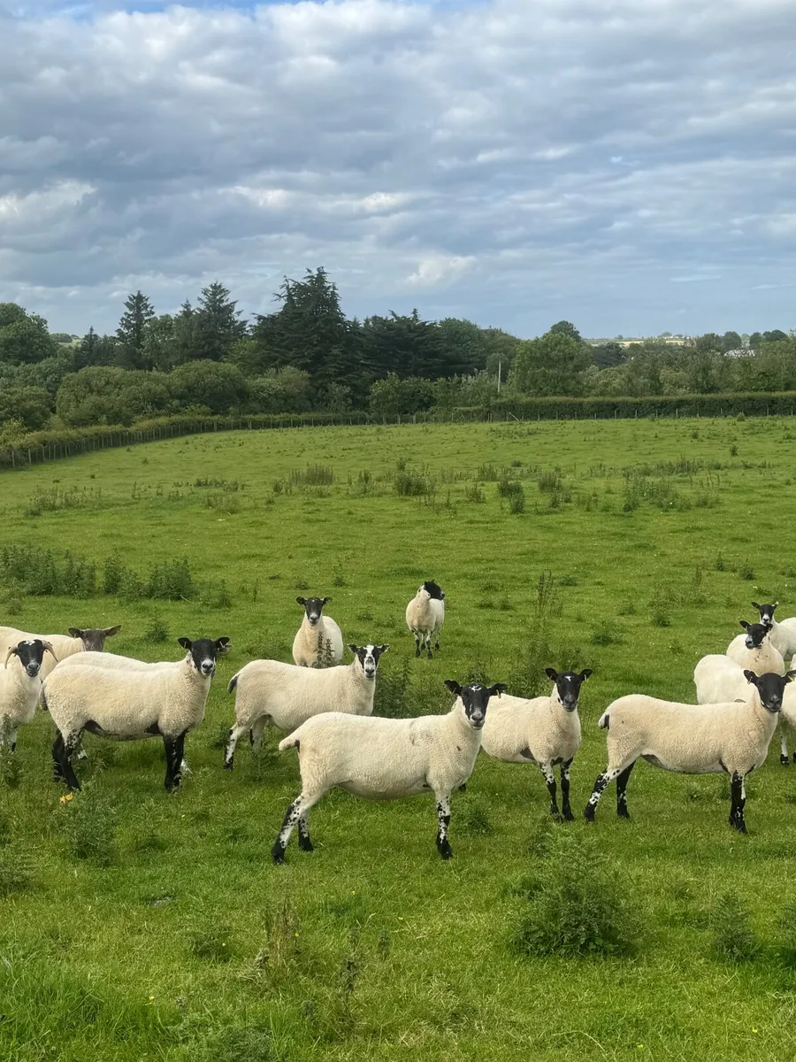Mule hoggets - Image 4