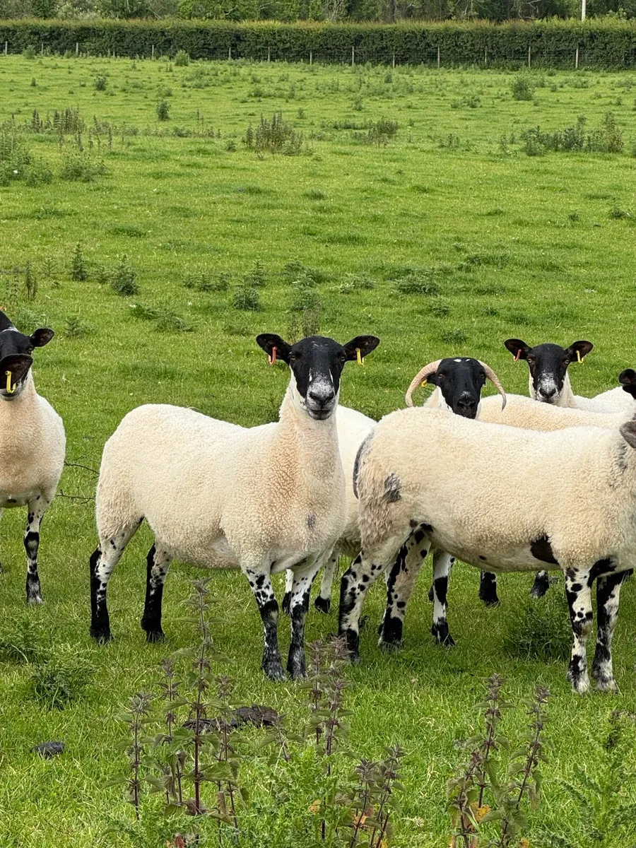 Mule hoggets - Image 3