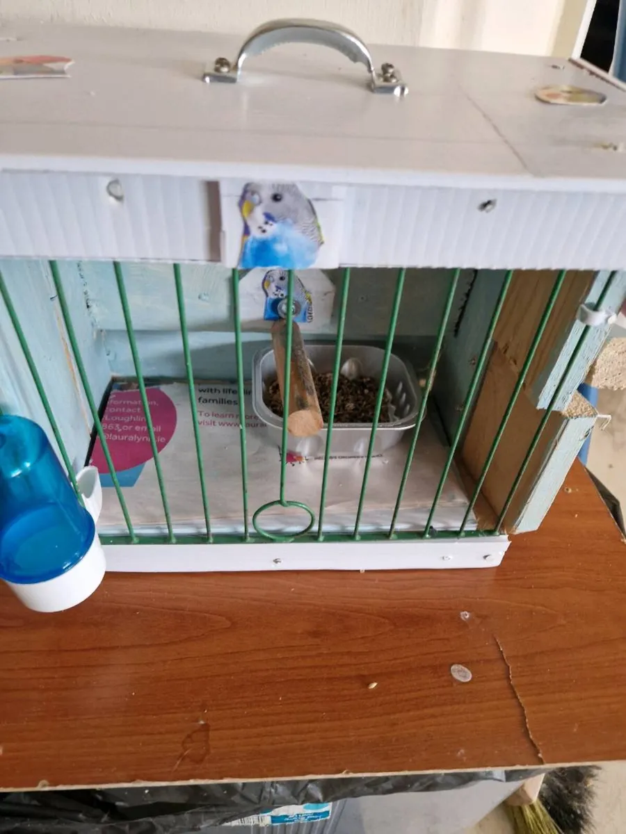 Bird box cage transport budgie also - Image 2