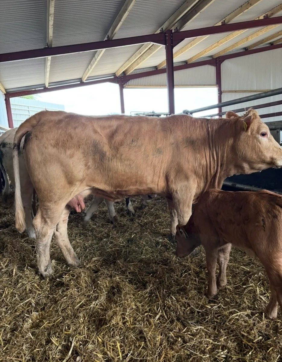 3 super suckler outfits first Calver’s 🔥 - Image 1
