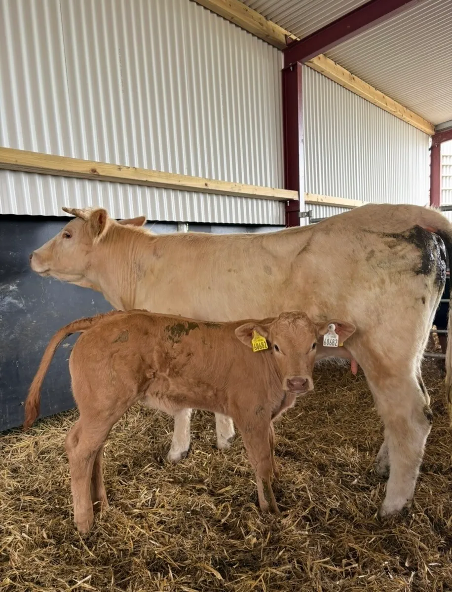 3 super suckler outfits first Calver’s 🔥 - Image 2