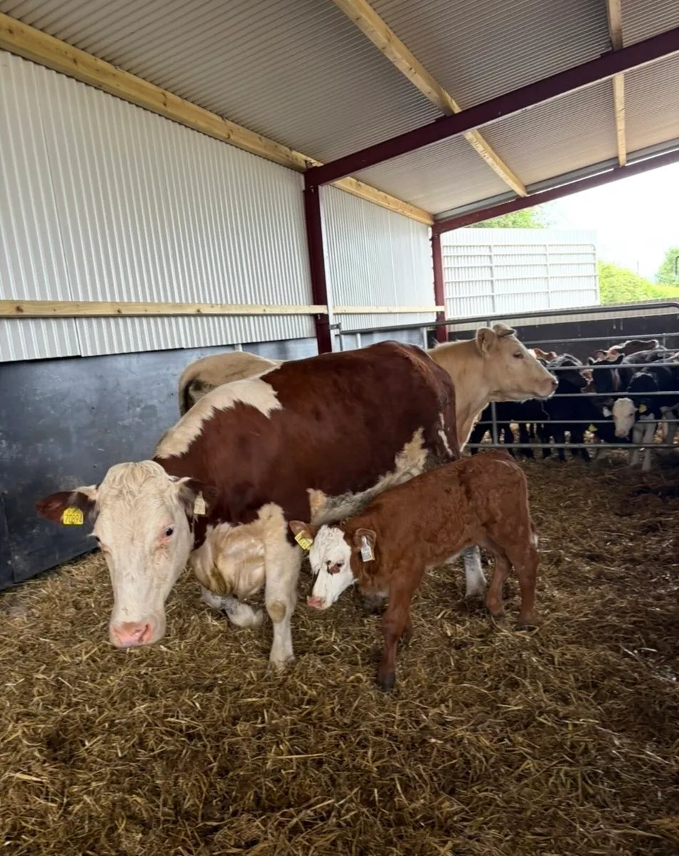 3 super suckler outfits first Calver’s 🔥 - Image 4