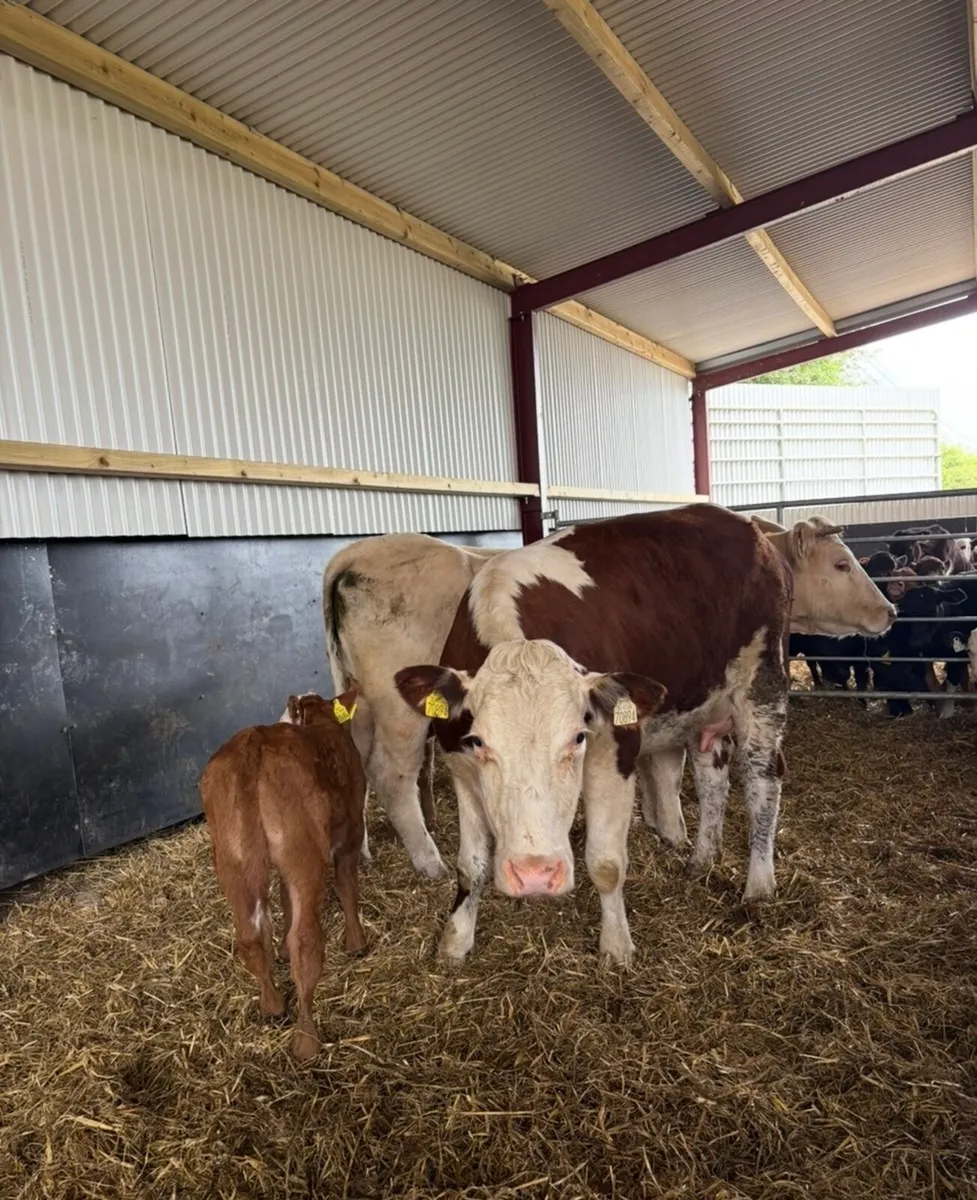 3 super suckler outfits first Calver’s 🔥 - Image 3