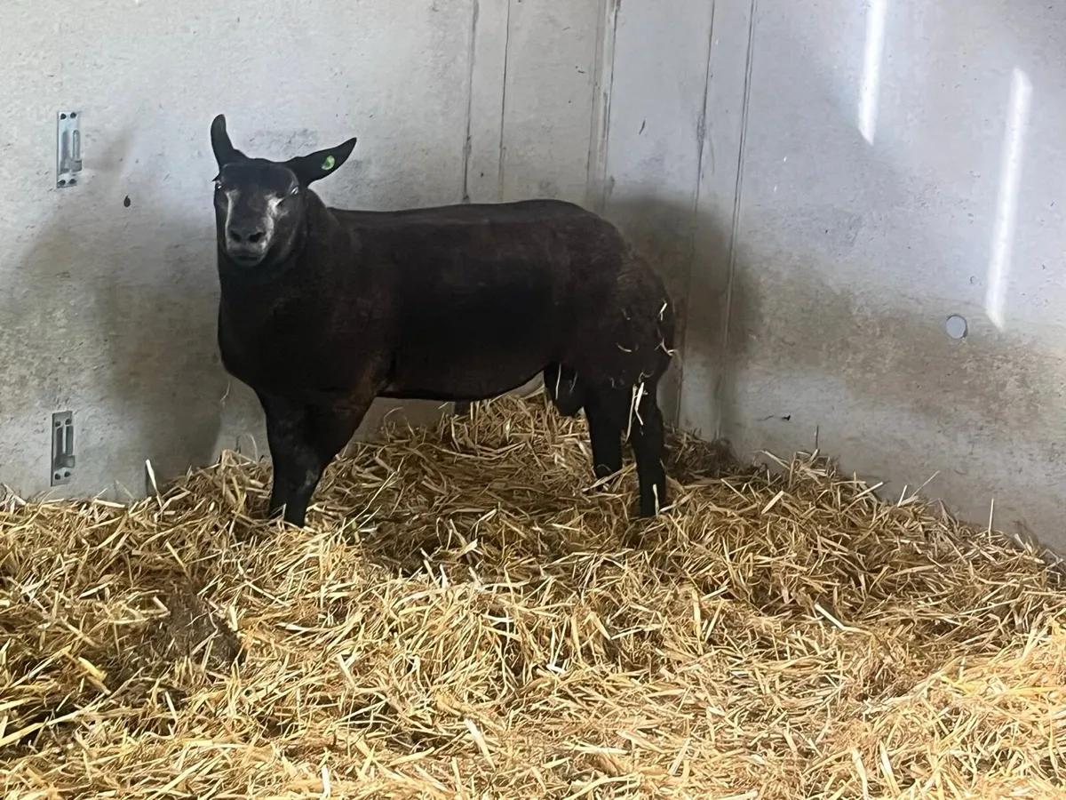 Sheep - Image 1