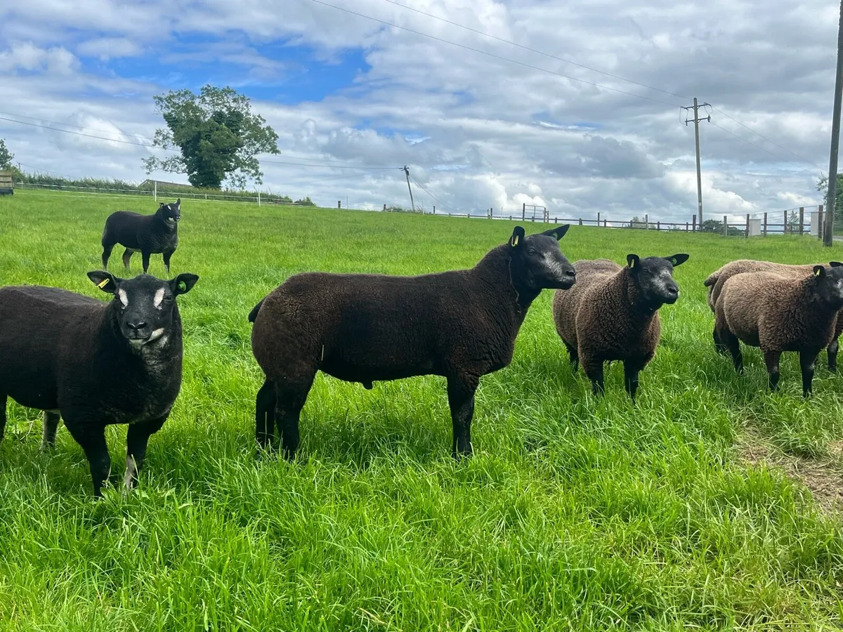 Sheep - Image 2