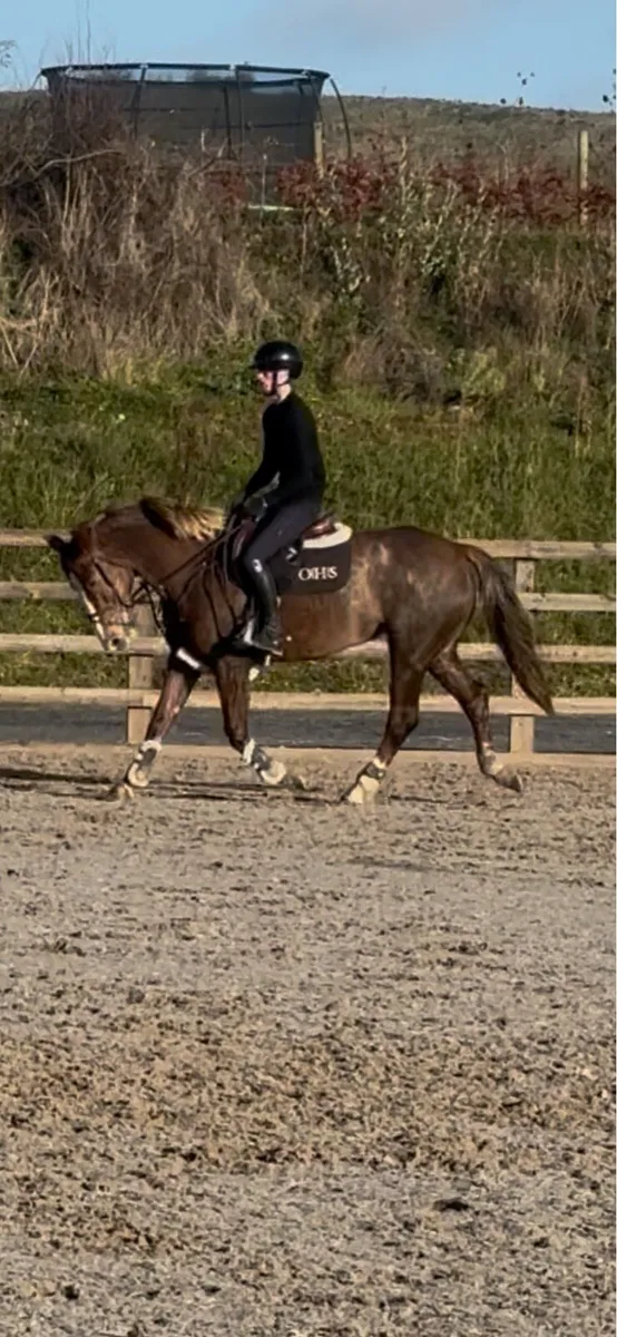 15hh 5yo Allrounder Pony - Image 1