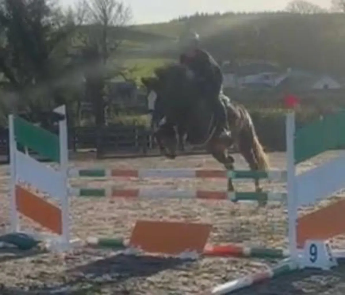 15hh 5yo Allrounder Pony - Image 2
