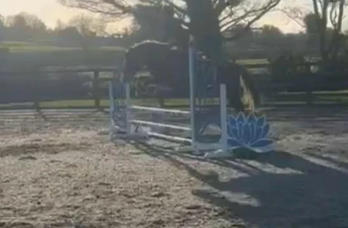 15hh 5yo Allrounder Pony - Image 3