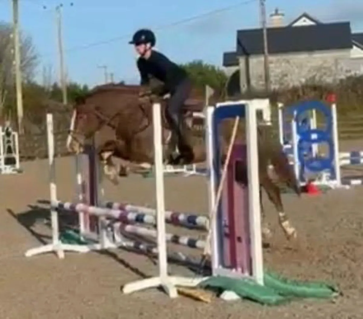 15hh 5yo Allrounder Pony - Image 4