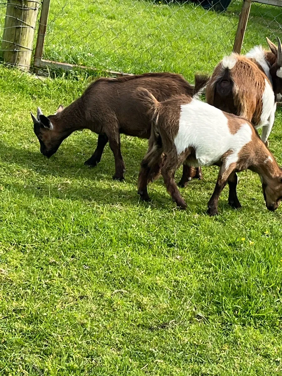 Pygmy goats - Image 1