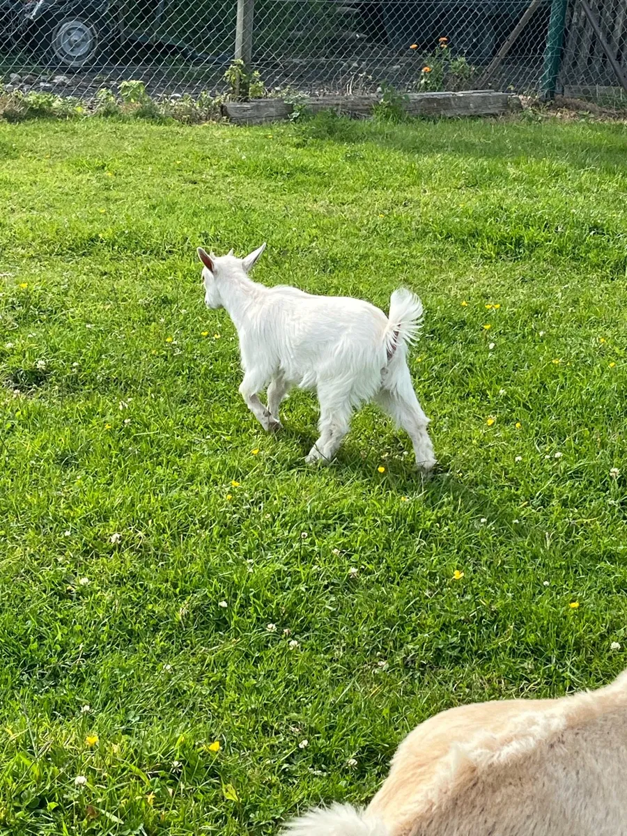 Pygmy goats - Image 2